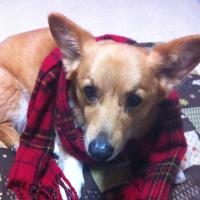 京の都で一人暮らし。たまに鎌倉幕府が恋しくなります。２２歳社会人一年目、ポジティブに楽しく人生送る！！！