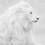 transformai3's profile picture. 