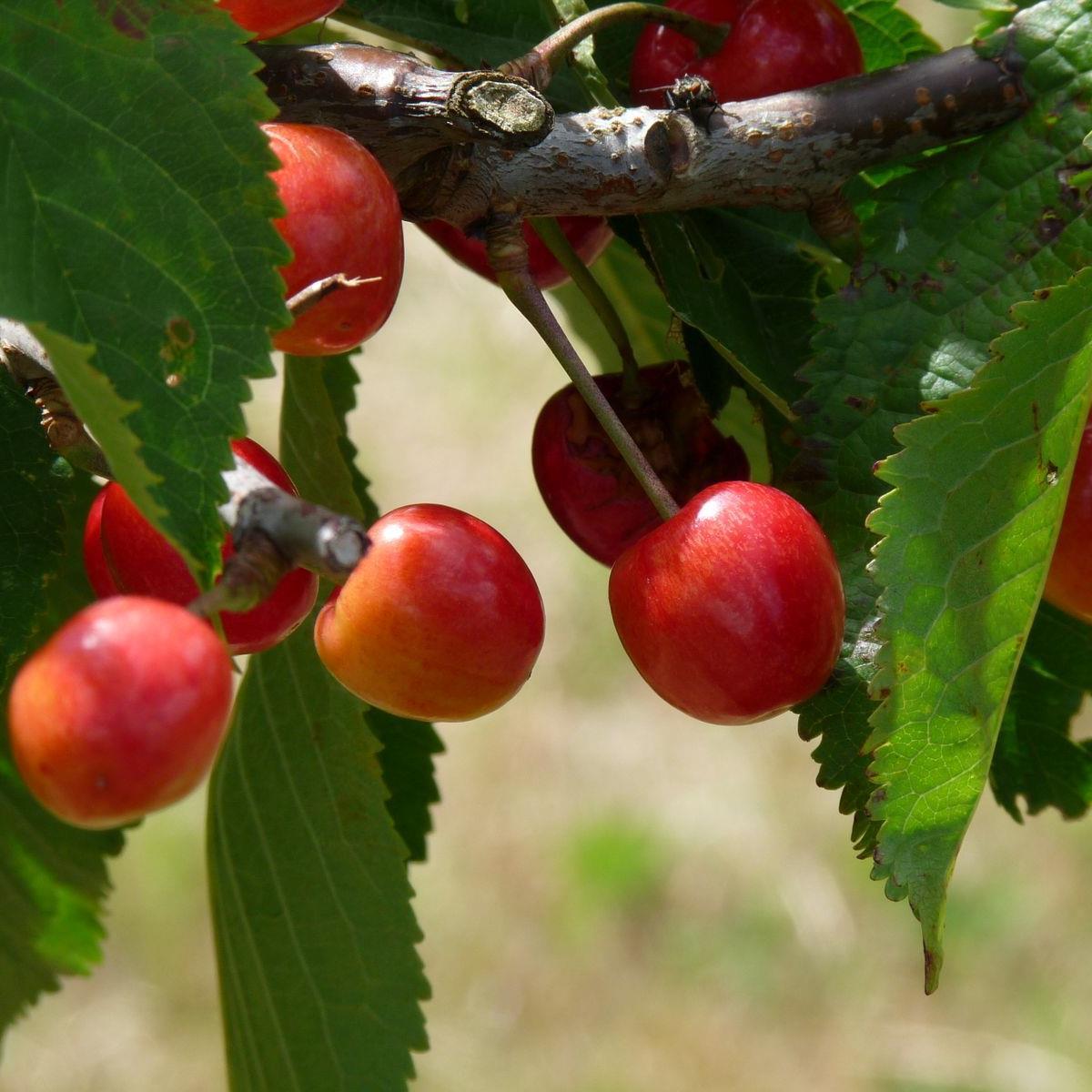 Cherries from our orchard in the heart of Dorset. Producing juice, brandy, and cherry ingredients for the food and drink industry.