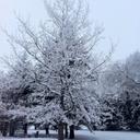 Barbara Forster - @prairietree - Twitter