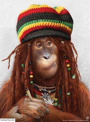 #weed #rasta #followback!
