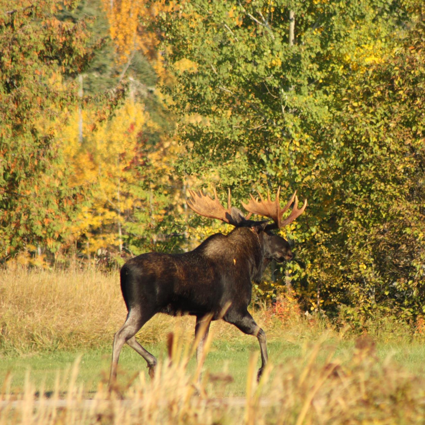 Watson's Pine Portage Lodge is a fly-in fishing/hunting resort located 72 airmiles north of Wawa Ontario.  We offer American/Housekeeping packages