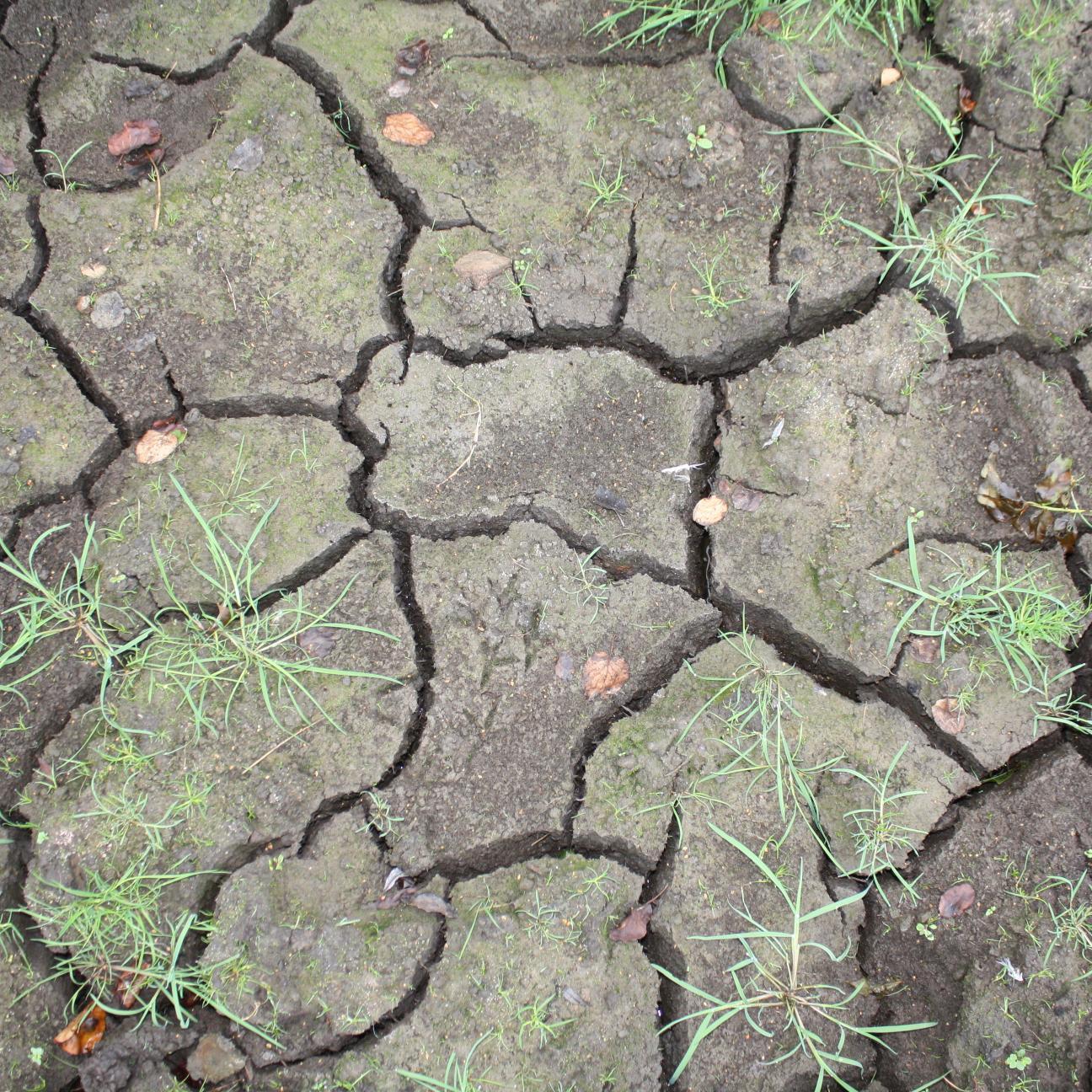 DRY interweaves drought science & narrative for decision-making. Explores impacts wi agriculture, business, health, built environment, ecosystems, communities.
