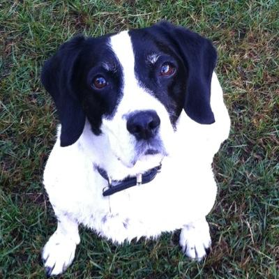 Reliable dog walking and home pet services in South East London harveyspetservices@gmail.com