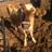 MooCrew7's profile image
