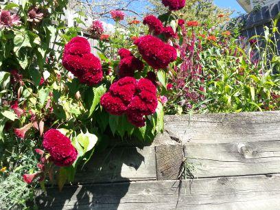 We are a small family owned seed selling business