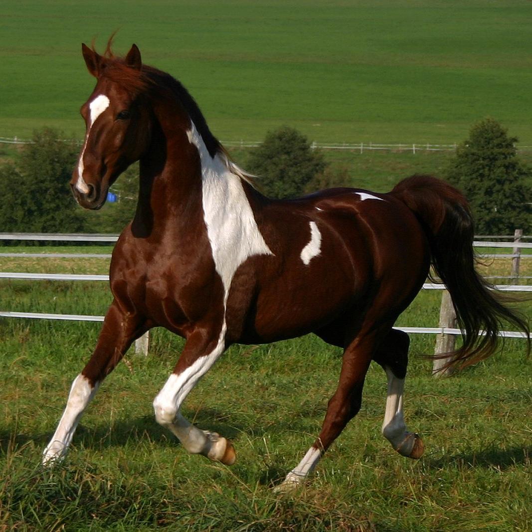 List 93+ Pictures imagenes de caballo pura sangre Updated
