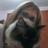 SarahDiGiulio's profile image