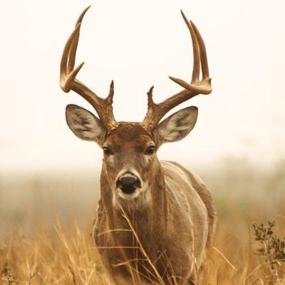 theedeer's profile picture. I'm the deer... That walks the halls of Rouse High... *drops pellets*