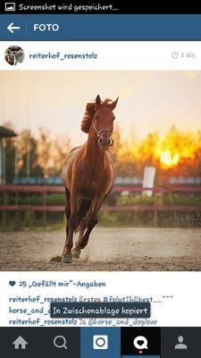 leo__unicorn's profile picture. Fuck you little liar❌