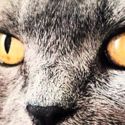 jos_fernandez5's profile picture. Cobbychops Corriander