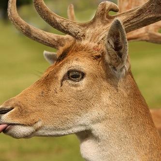 iamdadeer's profile picture. 