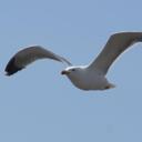 Pablo Pantoja - @Gaviota27Pablo - Twitter