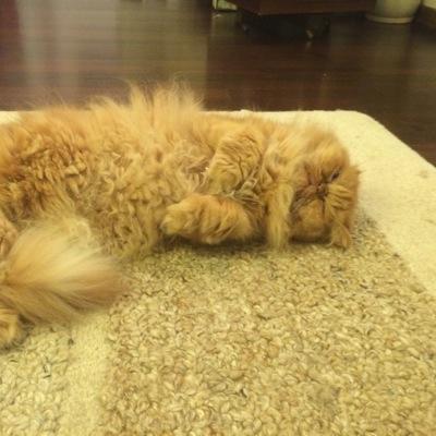 GATLV1's profile picture. 