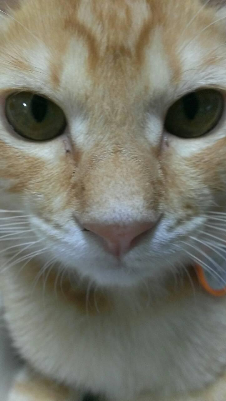 budouiro2's profile picture. budouiroの、もうひとつのアカ 。藤井風🍃大好き。 ドレスコーズ大好き❤あのちゃん大好き。
アイコンは2014年6月30日に家族になったムギちゃん♂。 ラジオっ子、LOVEFM   KBC聴いてます。安住アナのラジオも好き！メッセージ投稿。早起き組。自宅警備員。小豆はハンドメイド時、スパンク。はラジオネーム