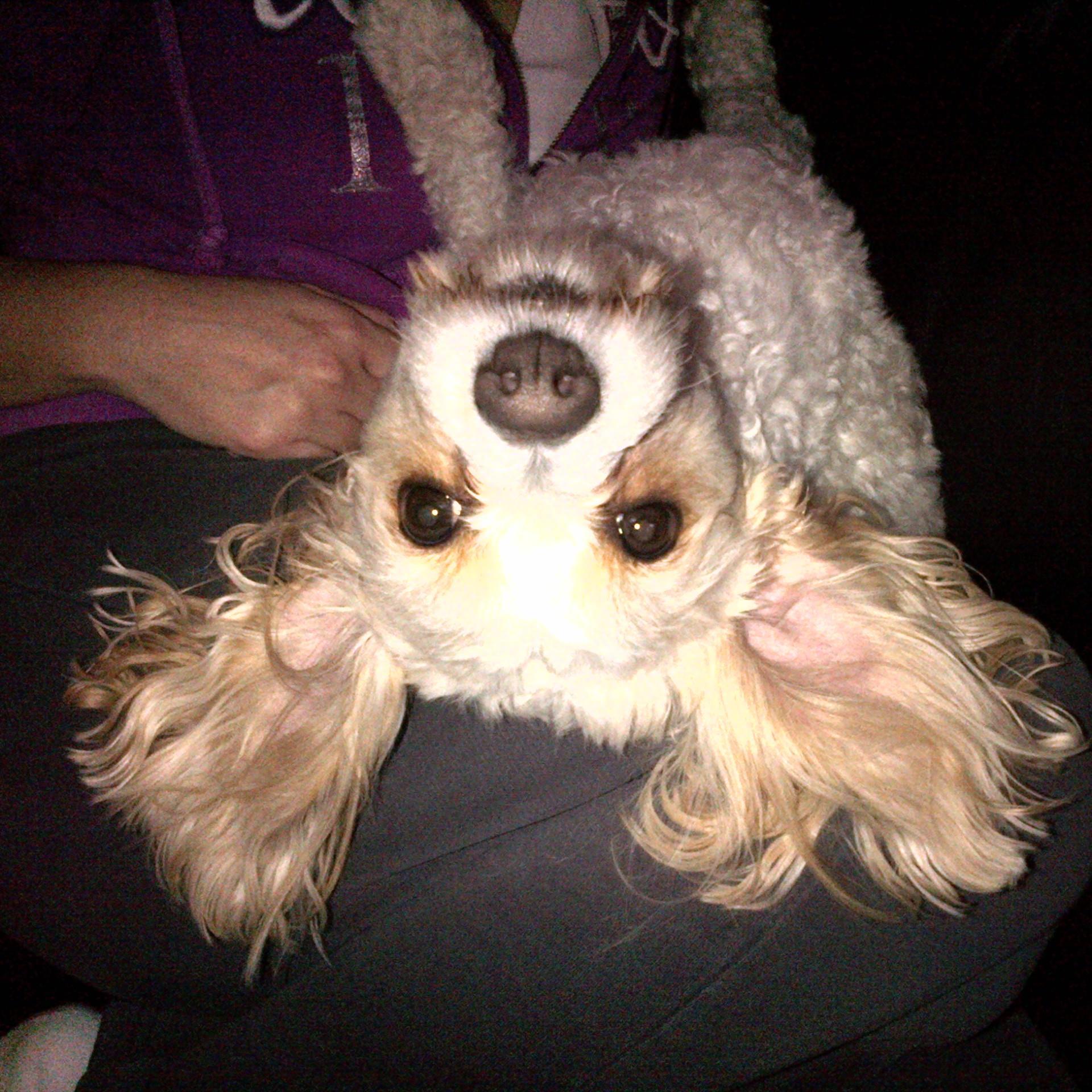 Dawgolicious's profile picture. A dog with a voice