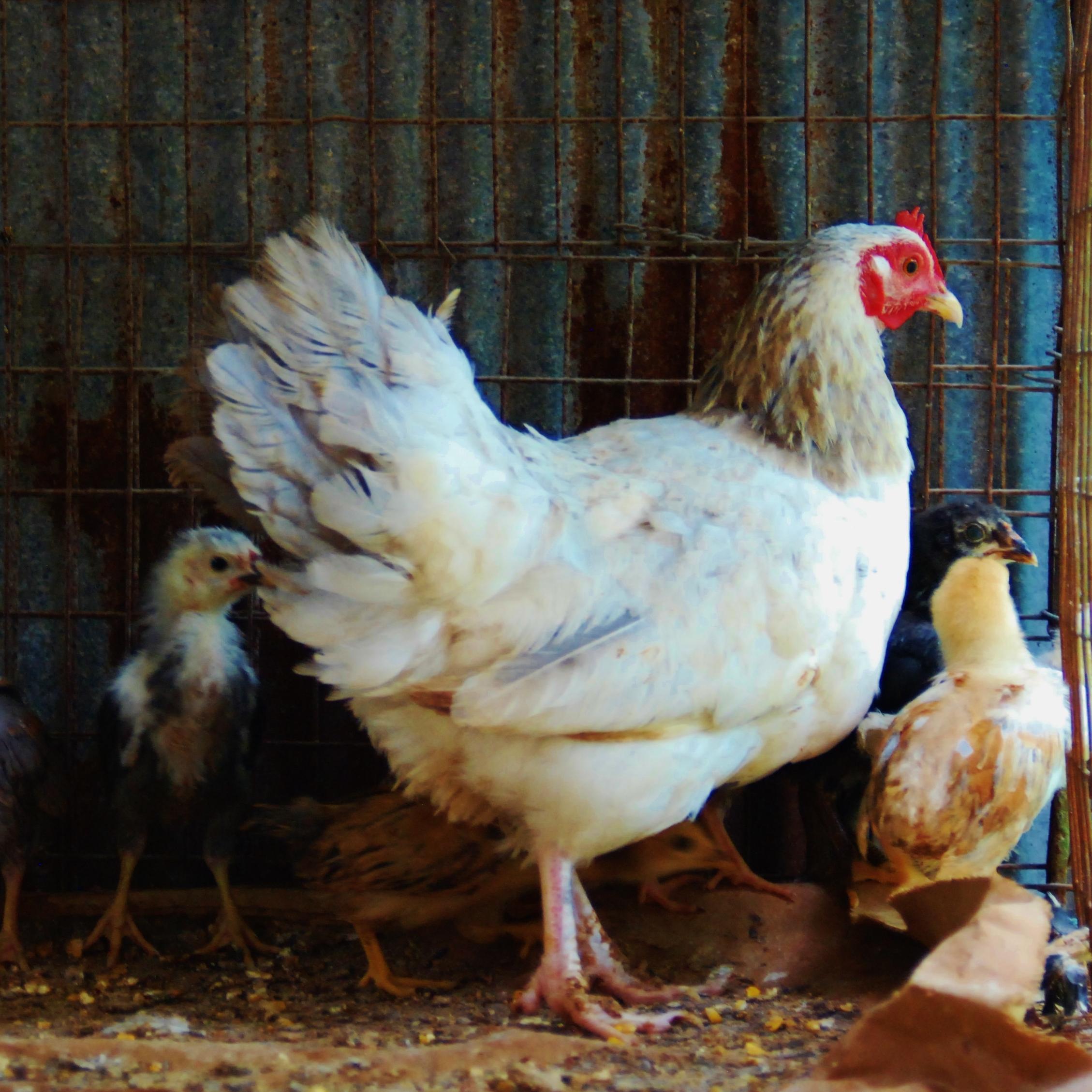 OzarkHillHollow's profile picture. Celebrating Farm and Rural Life in the Heart of America.