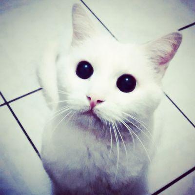 No puedes esperar demasiado de un gato sin cultura. Y si lo haces, la culpa no es mía.