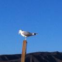 Robert Maple - @MapleRmaple53 - Twitter