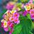 AtelierJardin's profile image