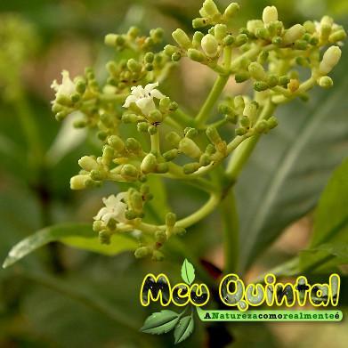 A Natureza como realmente é - Fotos de tudo o que você poderá encontrar se preservar e deixar o Seu Quintal crescer sozinho assim como nós preservamos!