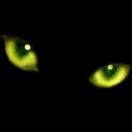 Cardosanches Profile Picture