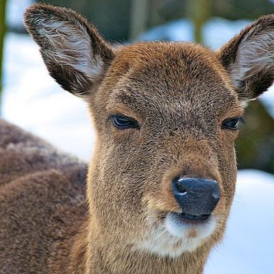 PissedDeer's profile picture. Might catch yourself on the #PissedDeerTweetsOfTheNight