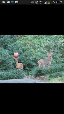 ArgSterling's profile picture. 