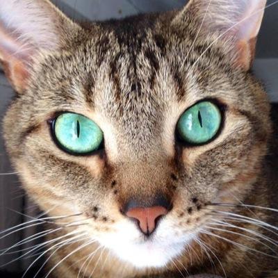 kitty7718's profile picture. Studying to be a speach therapist. I spend my spare time listening to music, reading, dabbling in art projects and going on little weekend trips with my husband