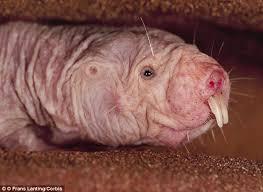 mole rats daily/dm for fresh mole skins/ follow/ molerat clan!