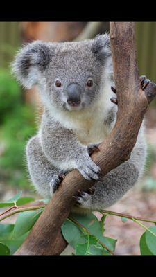 Loving those koalas since day one.
DM for some sick koala gear