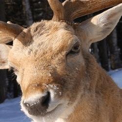 buckmydick's profile picture. Lookin out for my brethren, fuck hunting season #fearthedeer