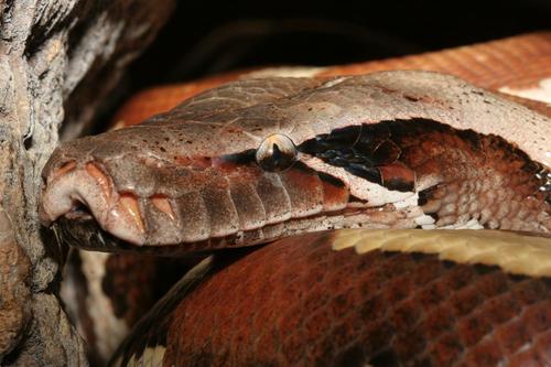 pythoncurtus's profile picture. Python breeder