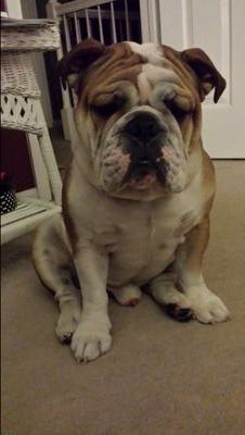 2 y/o bully. Sterling Archer was named after me. role model. nap lover. expert in noxious chemical warfare. tweeting about all the BS my dad tries to make me do
