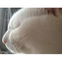 chiro (@chirocon) 's Twitter Profile