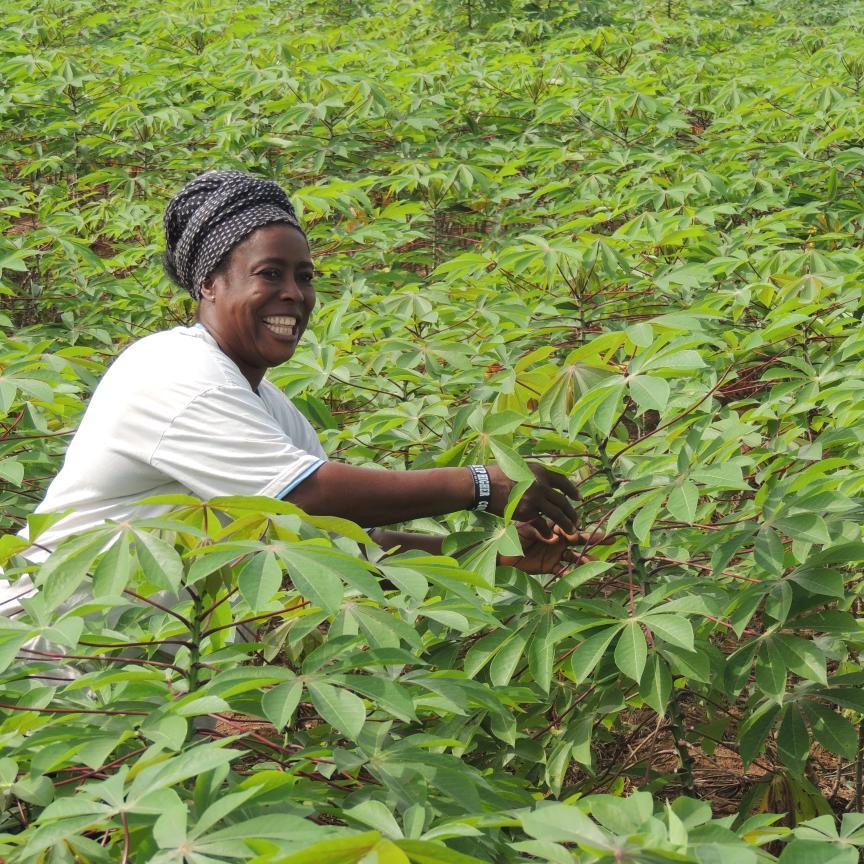 The Cassava Weed Management Project also known as the (Sustainable Weed Management Technologies for Cassava Systems in Nigeria) @IITA_CGIAR