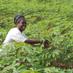 (IITA)CassavaWeedMgt (@cassavaweedmgt) Twitter profile photo