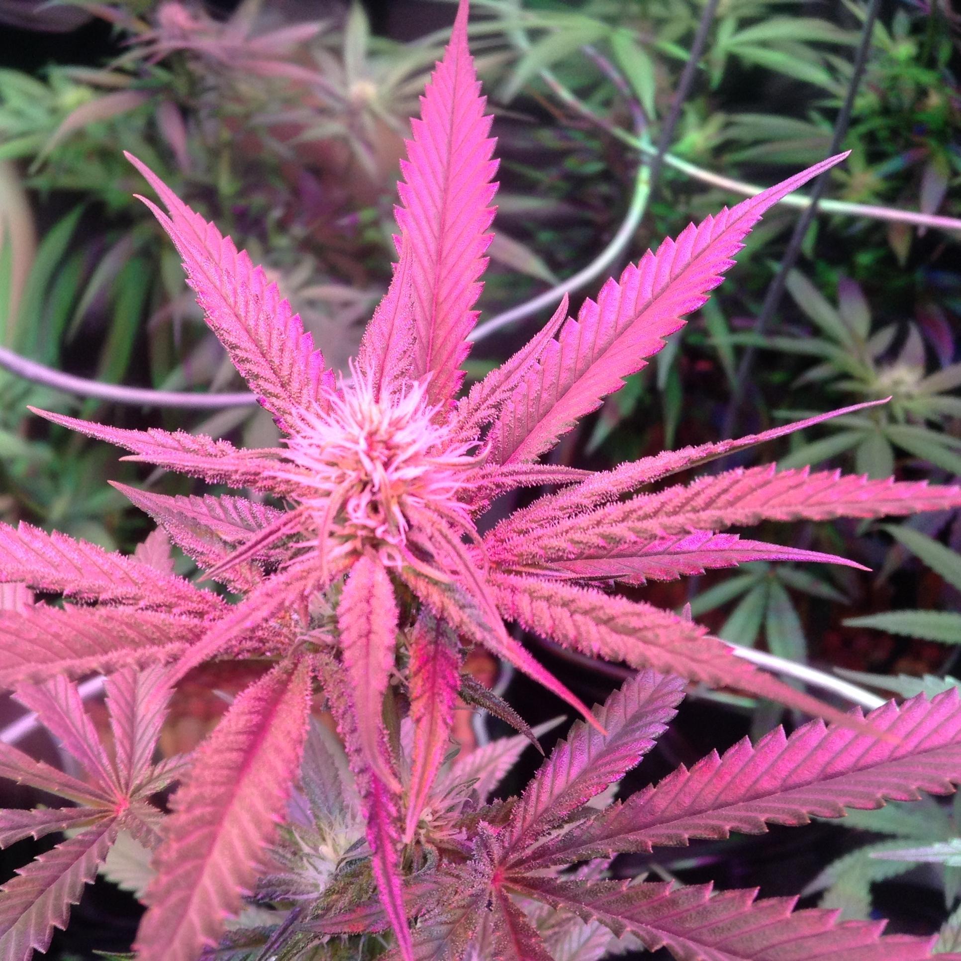 #Medical #Cannabis #Patient and #Grower with #Original #content from my #YouTube #channel and #life!