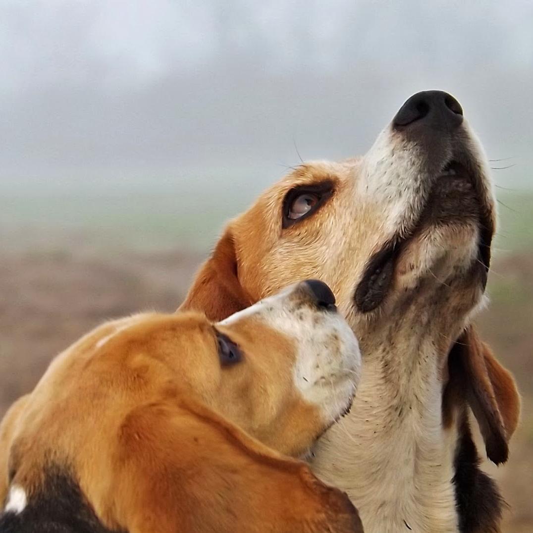 Beagle lover and owner :)