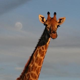 AccommSA's profile picture. Accommodation-in-SouthAfrica offers choices of #accommodation in and around #southafrica for #businesstravel or #holidays