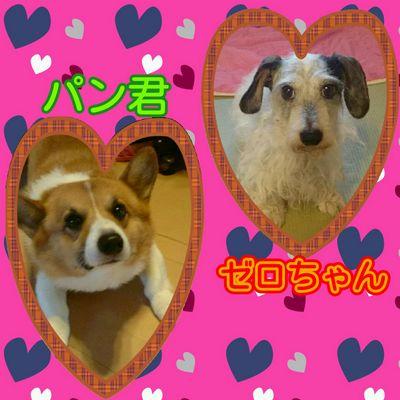 車好き！愛犬家