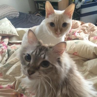 seijiTKHS's profile picture. 