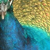 Jane Smith (@hprw) 's Twitter Profile