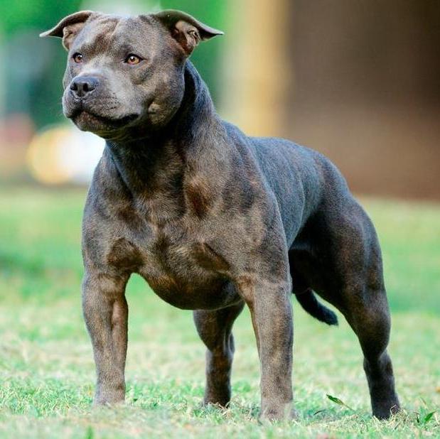 #Staffordshirebullterrier #Argentina