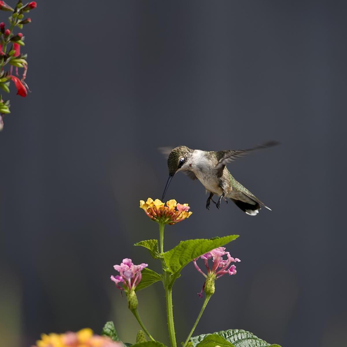 rinkusigh's profile picture. 