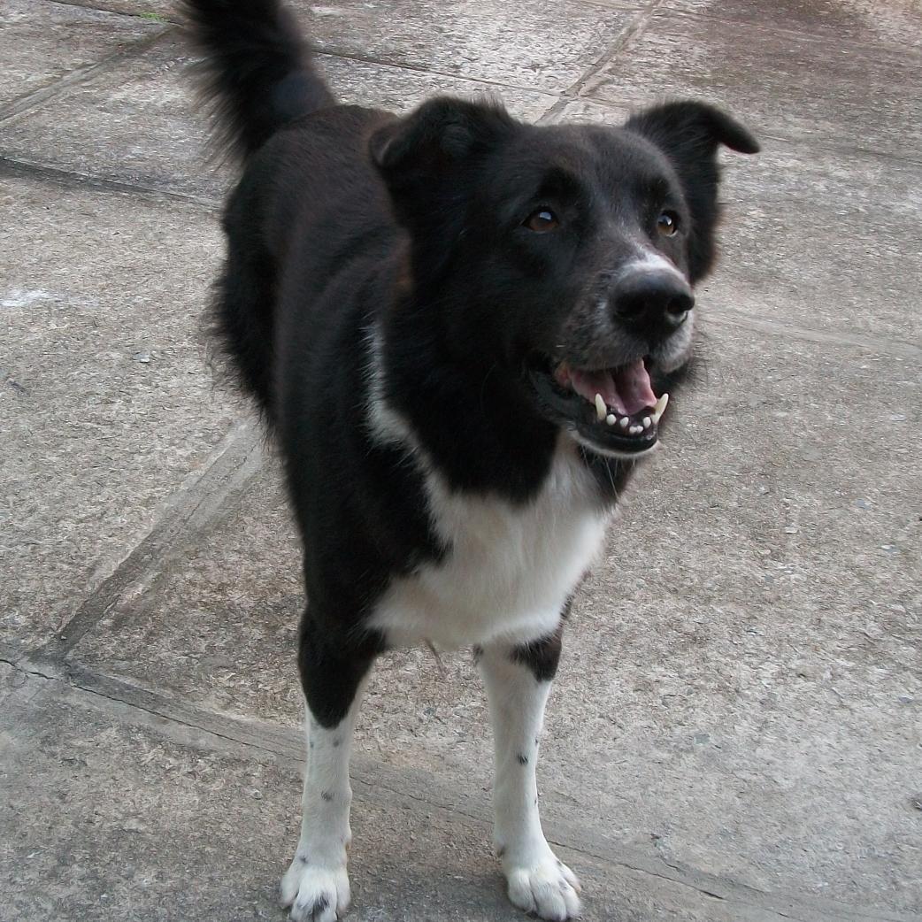 Eu sou um cão muito abençoado. Tenho um criador maravilhoso que mim deu a vida e uma família linda que mim ama.