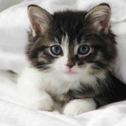 I eat, I sleep, I destroy!