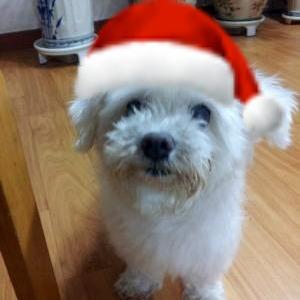pppppcha's profile image