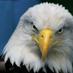 Golden Eagle (@cterry18) Twitter profile photo Golden Eagle (@cterry18) Twitter profile photo