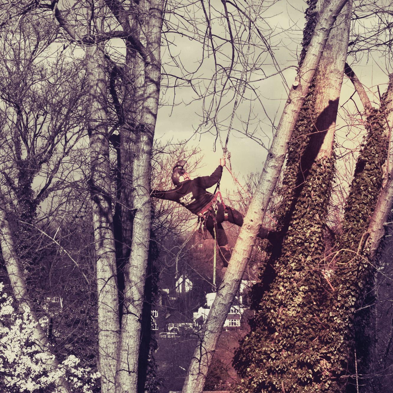 Top notch tree care is a family run business trading since 2002. Top notch prides itself on quality tree care and reliable hard work.